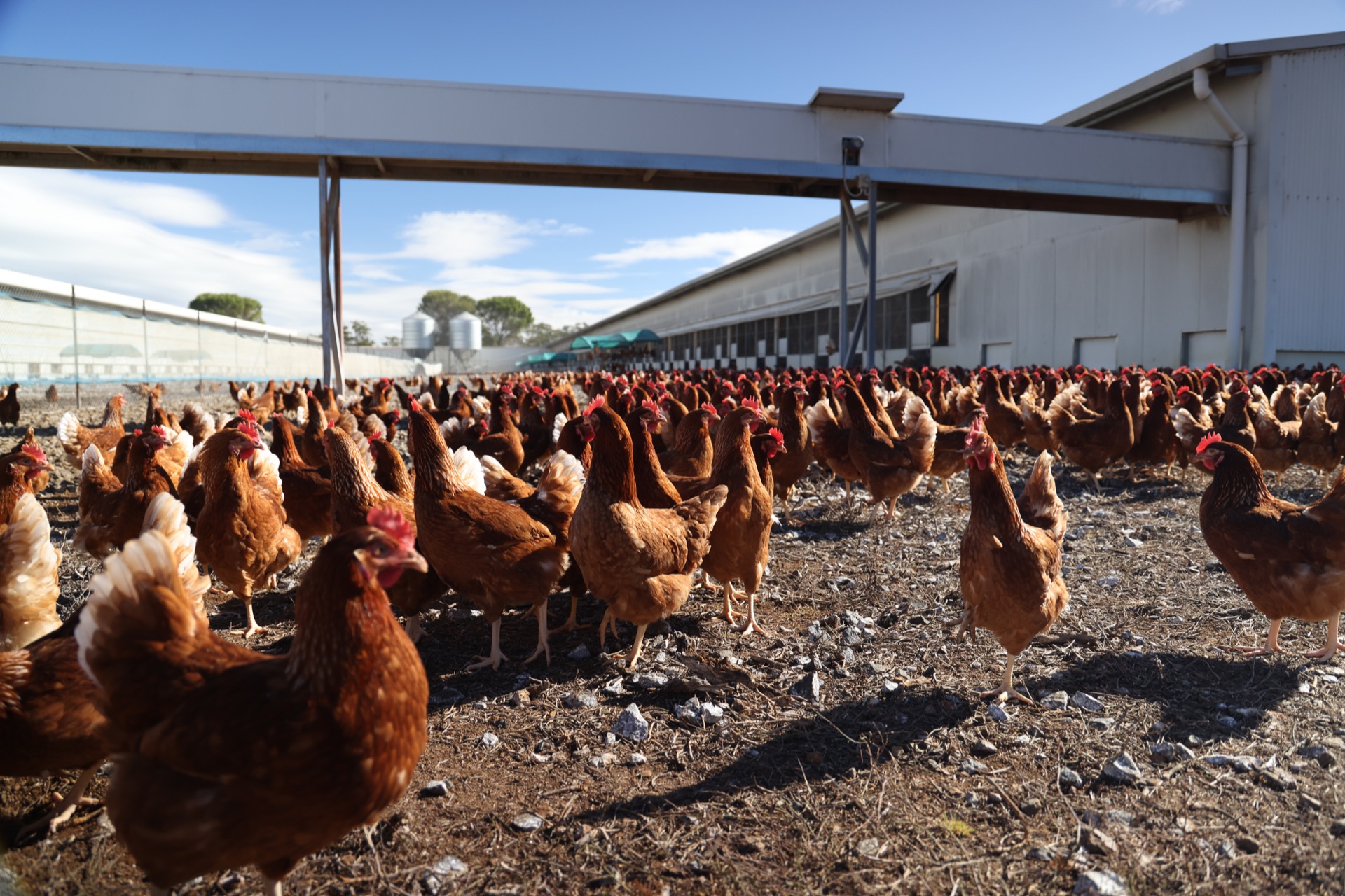 Farmsafe — Set the Standard, Show 'em How It's Done 7